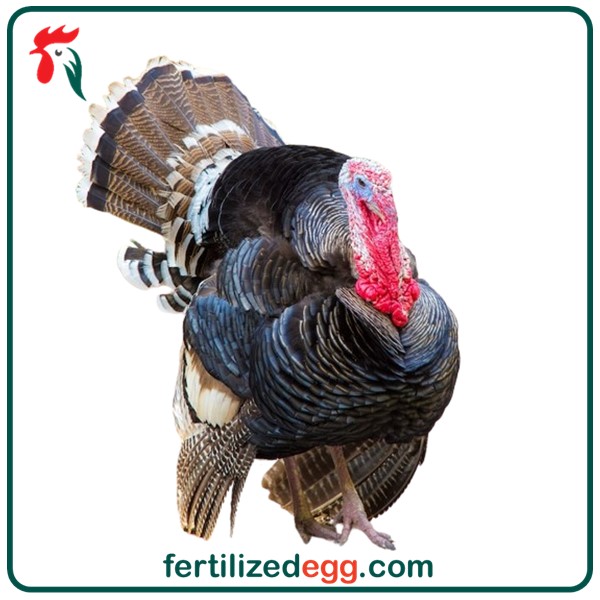 تخم نطفه دار بوقلمون محلی 